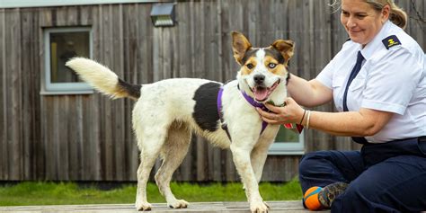 rspca raffle|The Largest Animal Welfare Charity in the UK.